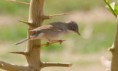 /album/some-overseas-trips/lesser-whitethroat-israel-2006-jpg/